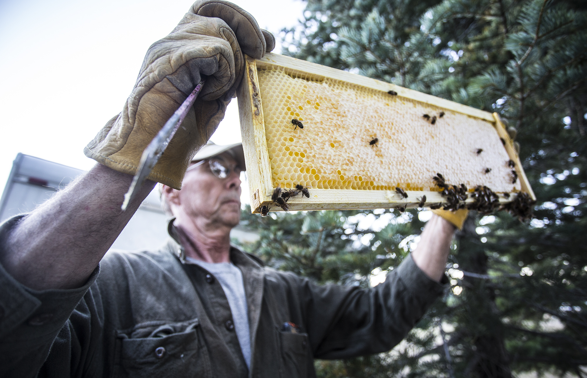 Beekeeper inspecting frame