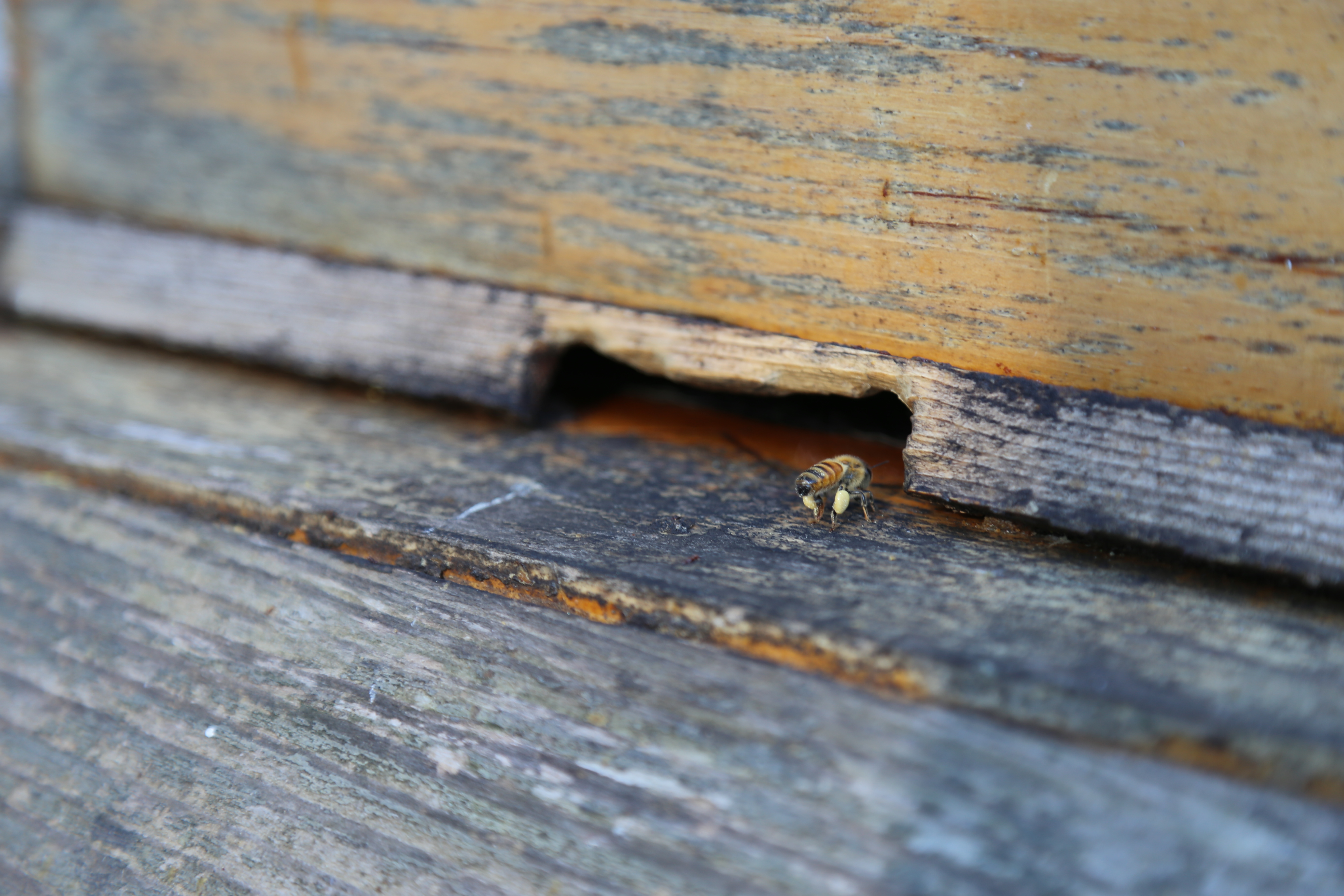 Bee entering hive crack