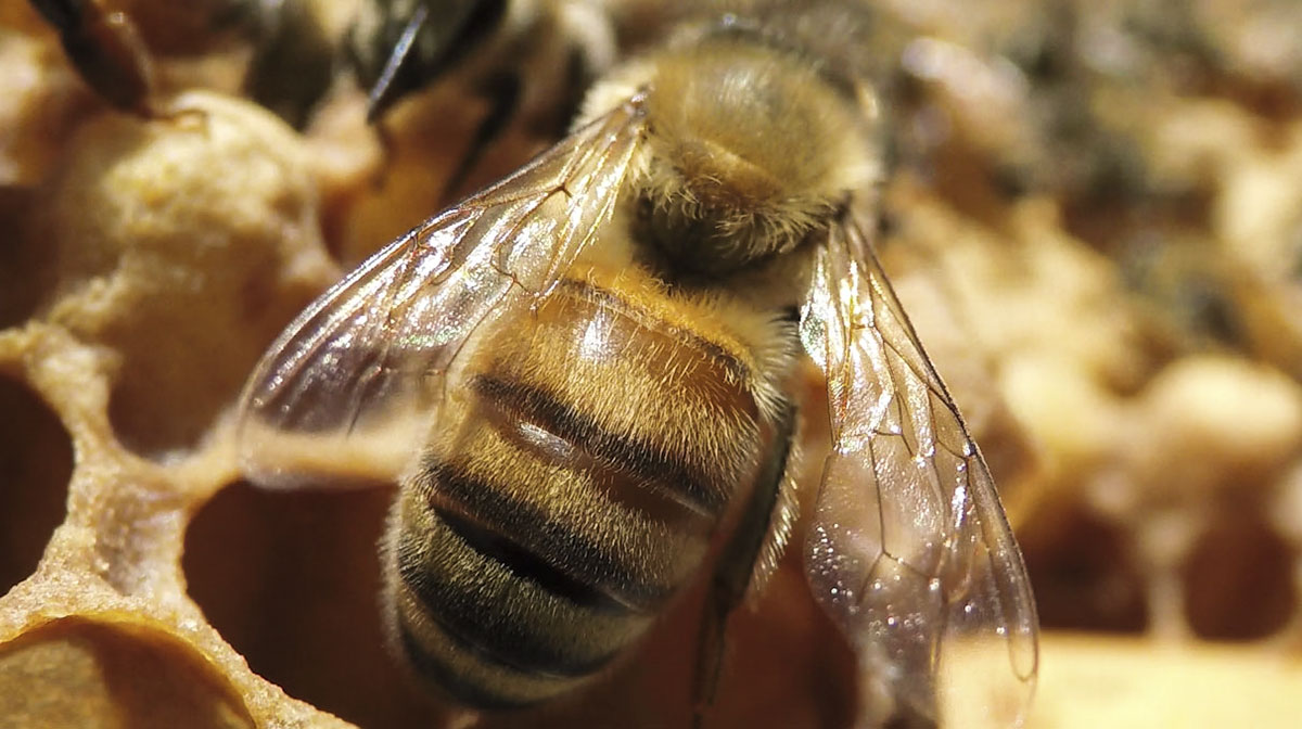 Bee on honeycomb, close-up
