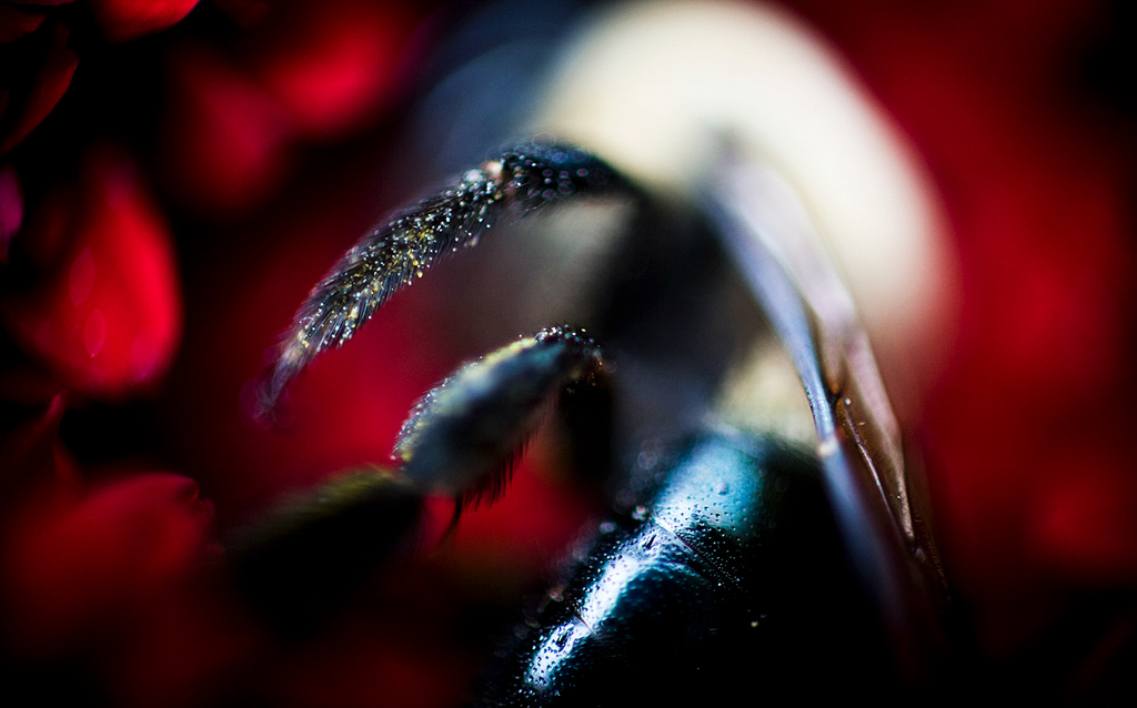 Macro bee portrait